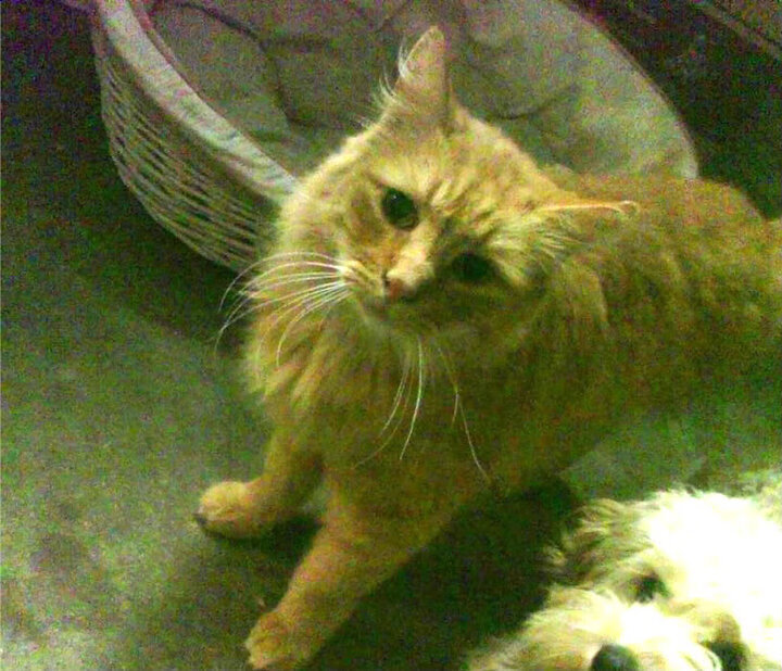 欧冠终章，当布伦森成为王冠上唯一跳动的星火